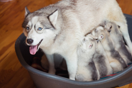 西伯利亚雪橇犬。母亲母乳喂养小狗