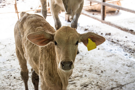 动物的红色小牛儿童奶牛农场农业