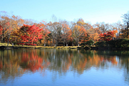 日本山梨清山高原湖畔的秋叶