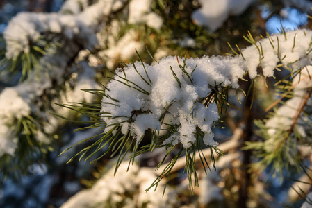 云杉雪分支冬天针