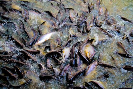 河里的潘加修斯, 许多鱼争夺食物, 潘加西