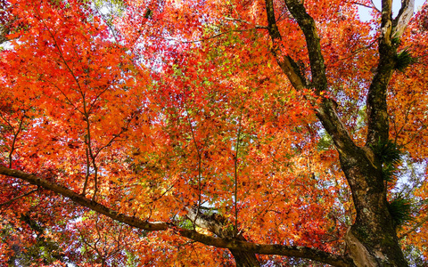 日本南田枫叶红秋景色 相似素材图片 摄图新视界