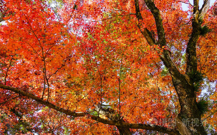 日本南田枫叶红秋景色 照片 正版商用图片0w0rw6 摄图新视界