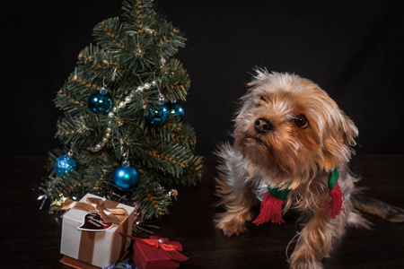 一只小狗与一棵圣诞树