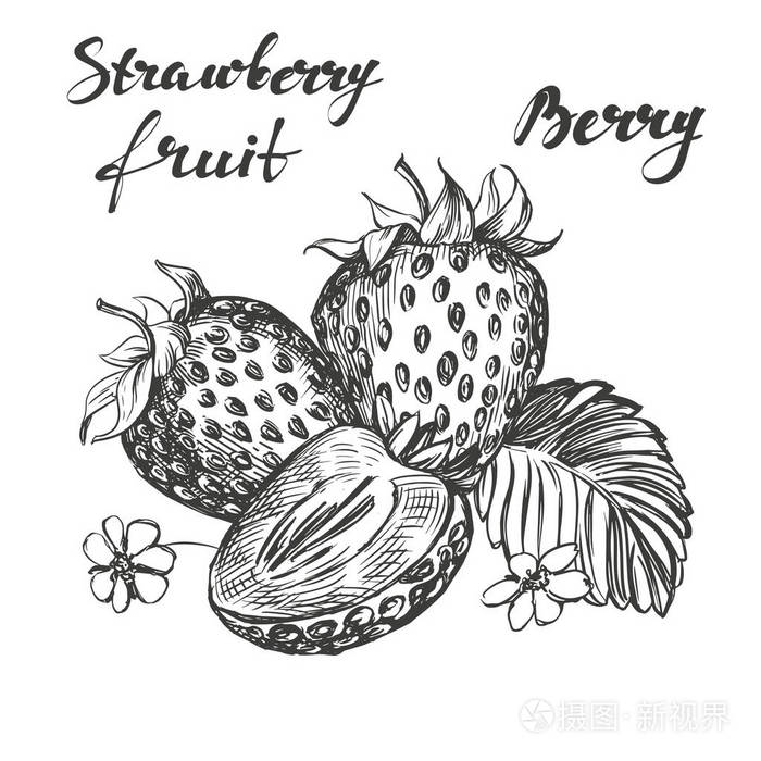 草莓设置手绘制的矢量图写实素描