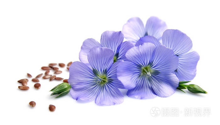 亚麻籽与鲜花