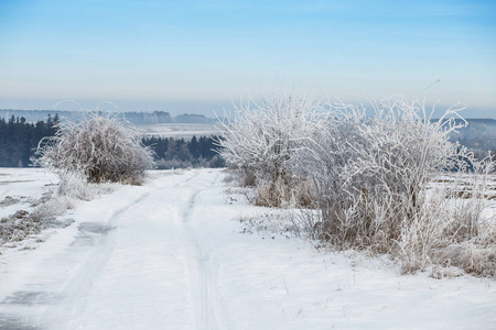 冷冻的树木和路径在雪地里。美丽的白色冬天