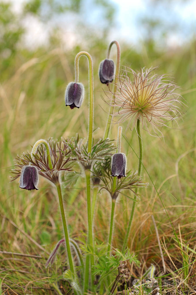 东部白头翁白头翁藓乌克兰
