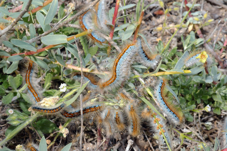 天幕毛虫图片 天幕毛虫素材 天幕毛虫插画 摄图新视界