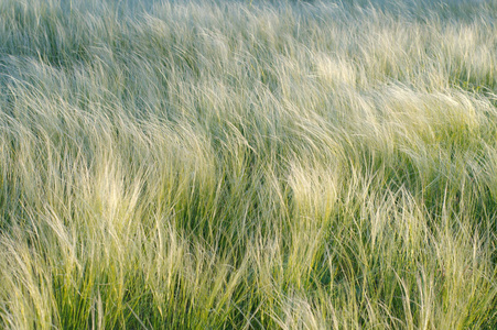 羽毛草,针草或矛草 (大针茅草原 sp).克里米亚半岛照片