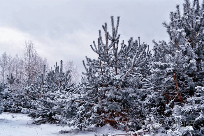 冰冻的冬季森林与雪覆盖了树