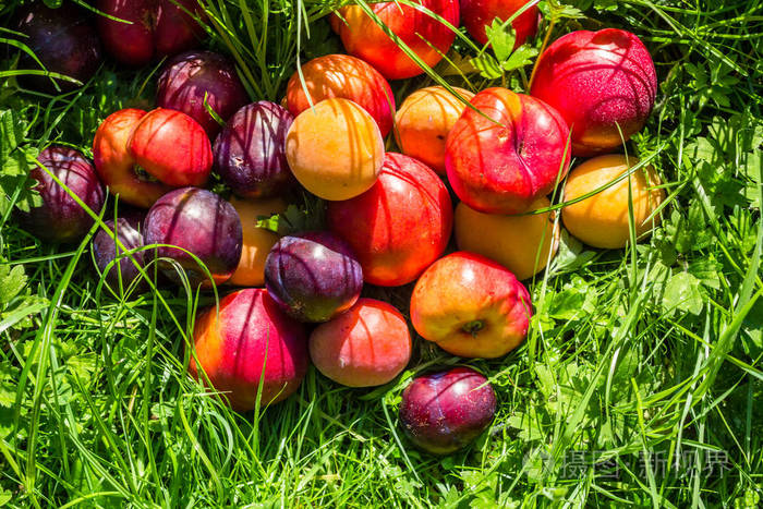 在花园的草地上的成熟果实桃子李子