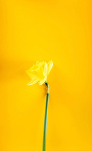黄水仙花