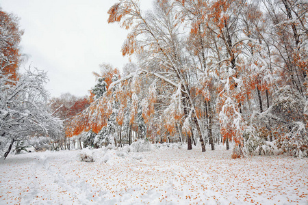 堕落的秋叶在森林里的雪上