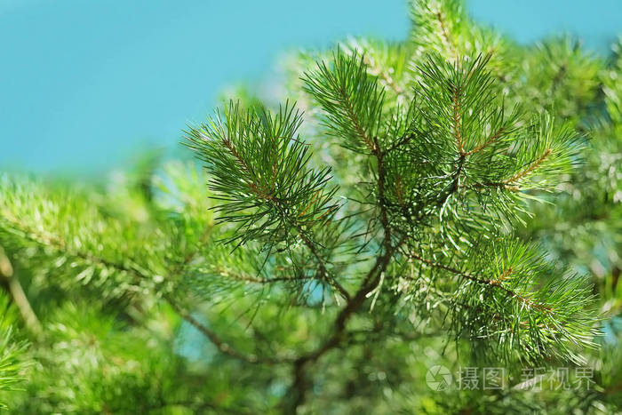 绿色小植物模糊背景鲜艳颜色的特写绿色树枝松树阳光照射的森林充满