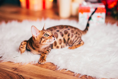 bengalcat 小猫棕色斑点