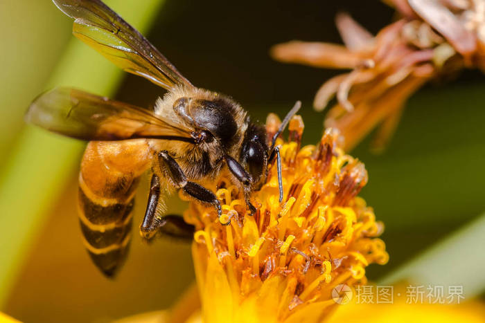 蜜蜂吃，吸吮黄波斯菊糖浆