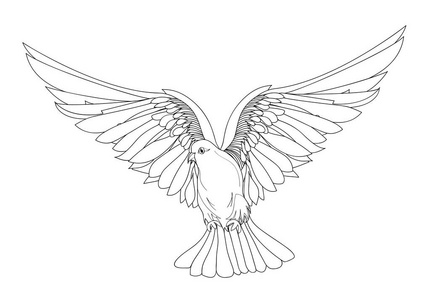 自由飞行中的鸽子.白色背景上的孤立的向量.绘制照片