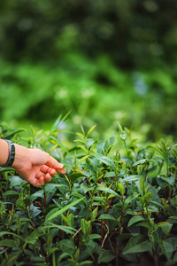 手采摘茶叶在泰国 doi 安康山