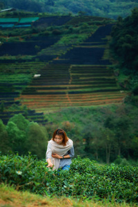 亚洲幸福的女人，在场上 doi 安康山区采摘茶叶