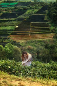 亚洲美女采摘茶叶泰国昂孔山茶树