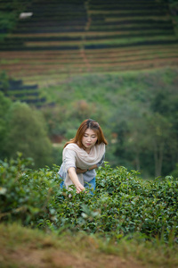 亚洲幸福的女人采摘茶叶 doi 安康山