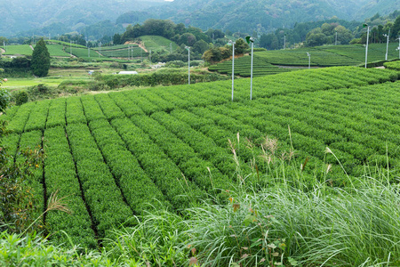 茶叶种植园农场