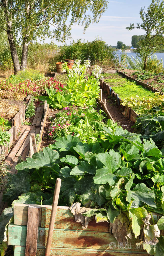 在花园附近的河里的菜地春天