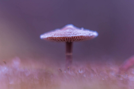 自然野生蘑菇抽象紫色颜色