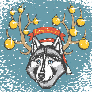 西伯利亚雪橇犬在圣诞老人的帽子和雪照片