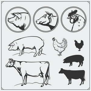 一整套标签和标志鸡肉猪肉和牛肉。复古的风格。牛鸡和猪的插图