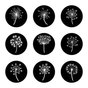 黑色蒲公英图片