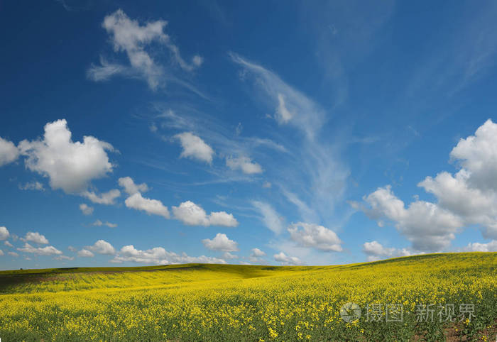 蓬勃发展的草甸全景