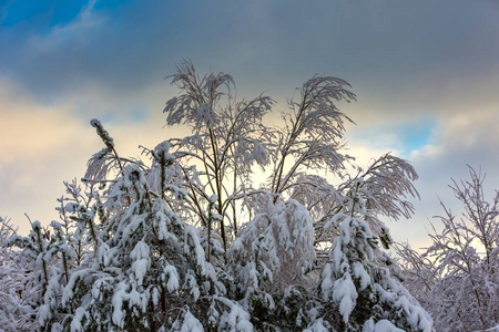 美丽的冬树树枝与大量的雪