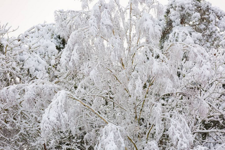 美丽的冬树树枝与大量的雪图片