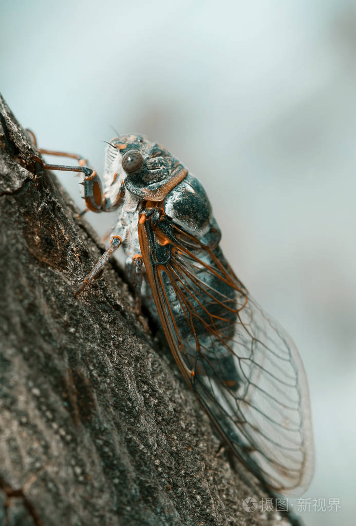 普罗旺斯的那棵树上的蝉的特写镜头