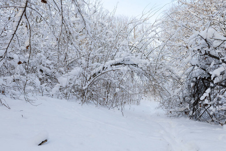 在多雪的冬天落叶林的人行道