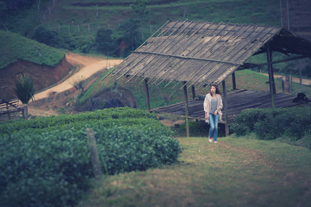 亚洲位妇女在采摘茶叶种植园，安康山 Th
