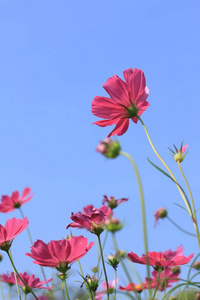 美丽的田野宇宙花