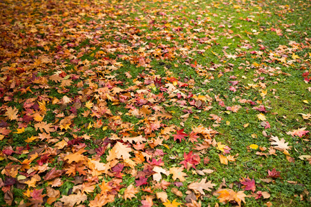 秋天的叶子在草坪上