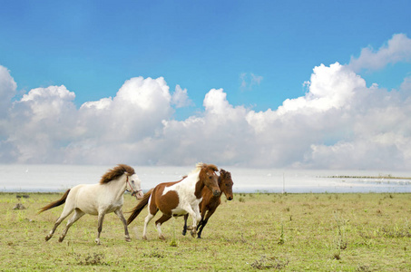 马在牧场与蔚蓝的天空中运行