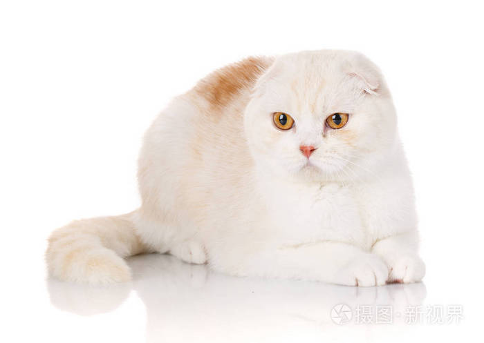 英短白猫黄眼睛图片