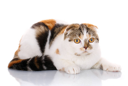 苏格兰折耳猫猫侧身躺在白色的背景上