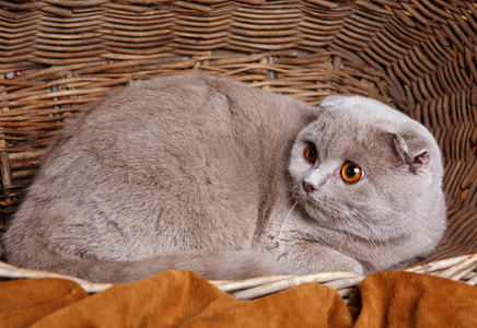 与黄色的灰猫的眼睛苏格兰折叠坐在木制的篮子里