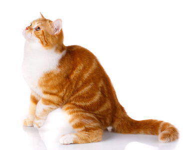 视图苏格兰侧身坐着的苏格兰直猫和视图向上照片