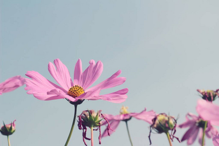 美丽的宇宙花在花园里