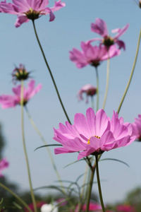 美丽的宇宙花在花园里图片