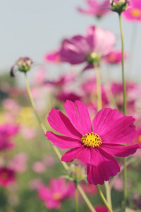 美丽的宇宙花在花园里