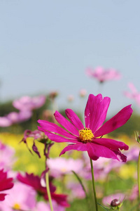 美丽的宇宙花在花园里图片