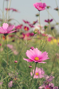 美丽的宇宙花在花园里